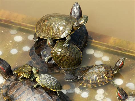 观察巴西龟-状物作文400字[合计5则]