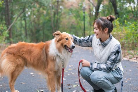 形容狗的句子