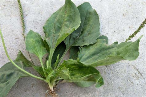 中药夏姑草野菊花桑叶淡竹叶功效