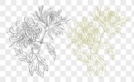绣线菊的植物文化