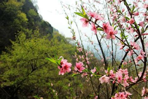 嫁接梅花的砧木发霉