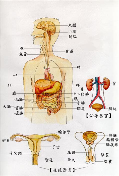 女性人体器官结构解剖