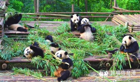 谁能帮我把“熊猫公园”弄的好看些?