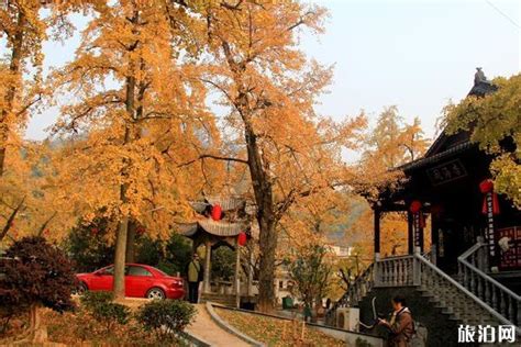 北京银杏最佳观赏地 | 钓鱼台银杏大道，叶子到底黄了没？