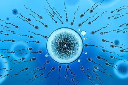 大概多少精子可以怀孕