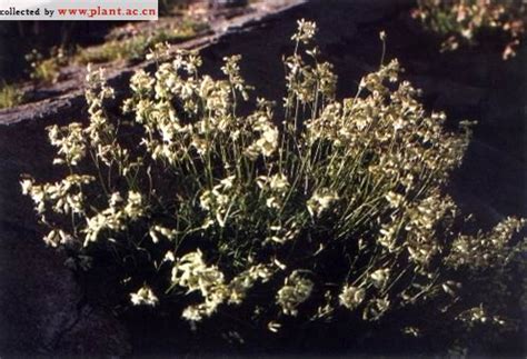 麦黄草人工种植方法