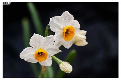 水仙花长什么样子