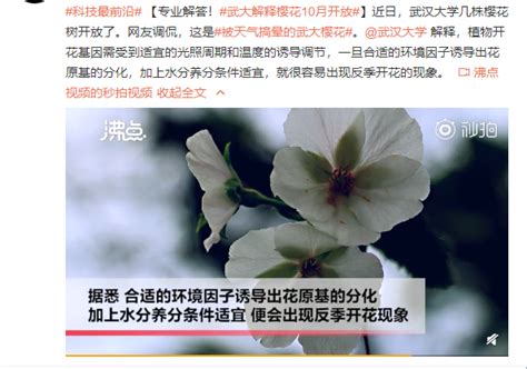 金秋十月，武汉大学樱花开了：误以为春天来了