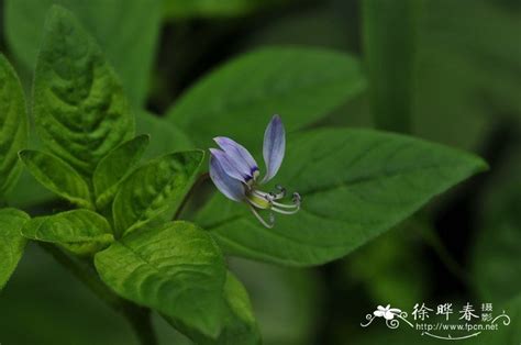 白花菜哪里出产最正宗