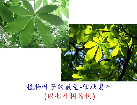 空心菜叶子成这样是什么原因?还能吃吗?是生病还是有虫啊?用什么办法可以好?