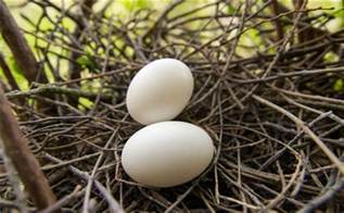 孕妇吃鸽子蛋促进食欲明亮眼睛，吃鸽子蛋的方式有哪些