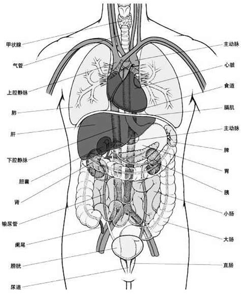 腹部解剖示意图