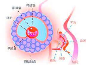 孕囊是卵圆形好吗