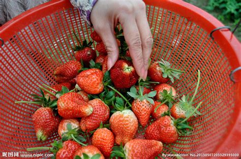 昆明呈贡哪里可以摘草莓