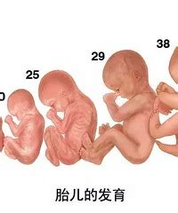 胎儿几周开始发育四肢