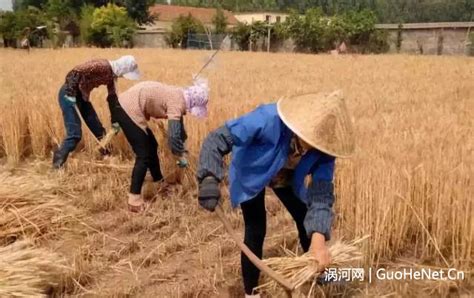 几月份收小麦啊