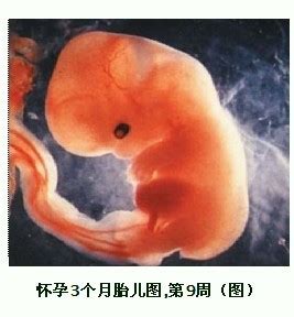 怀孕八周胎儿图片欣赏