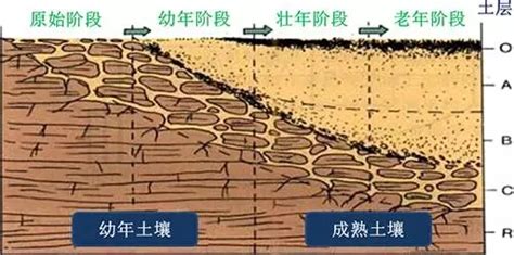 植物对土壤有什么作用?