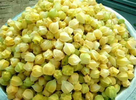 小孩适合吃姑娘果吗