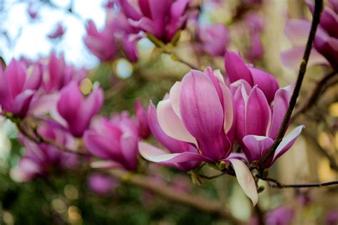 水仙花和玉兰花和瓜叶菊长什么样