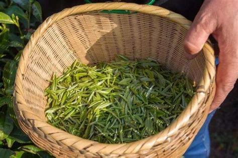 信陽毛尖怎么沖泡味道好?對水,水溫,茶具和沖泡技法有什么講究???