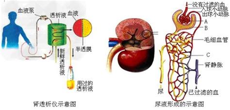 肾在人体的解剖位置图解