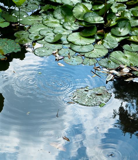 夏日荷塘-写景作文150字(合计4则)