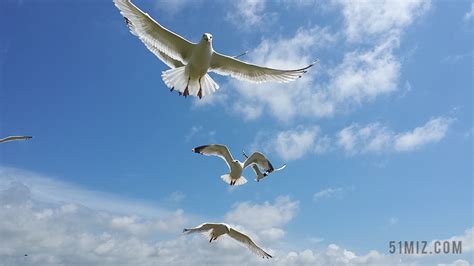 看海鸥的文案朋友圈