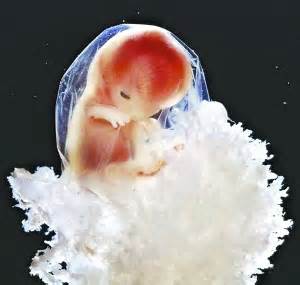 怀孕十一周胎儿图