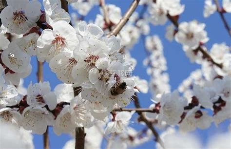 梅花有哪3个特点?