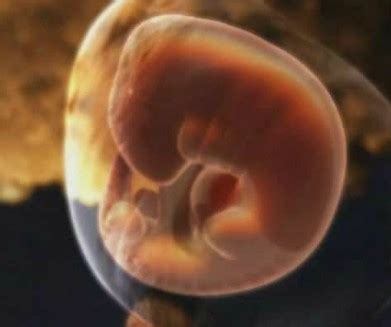 怀孕三个半月胎儿有多大图片图库