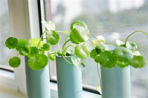 顽强的铜钱草-状物作文300字[推荐7则]