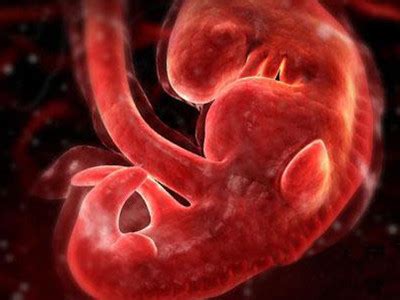 怀孕2-3周胎儿发育情况