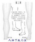 足三里穴的准确位置图