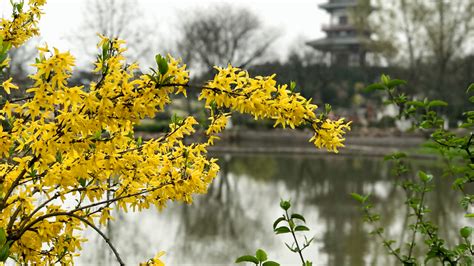 宝鸡市花卉批发市场在哪里?