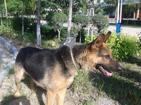 黑背犬的昆明犬品系介绍