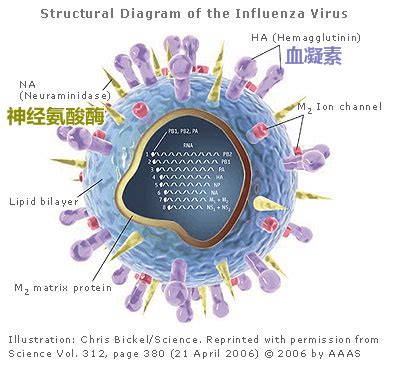 流感的危害是很大的