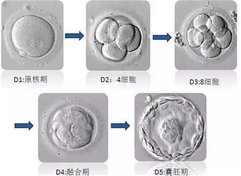 囊胚移植11天hcg数值多少