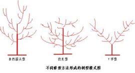 香石竹切花栽培的主要环节及技术要点