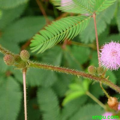 含羞草-关于植物的作文250字（精选6篇）