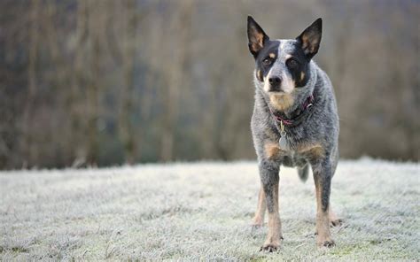 澳大利亚牧牛犬