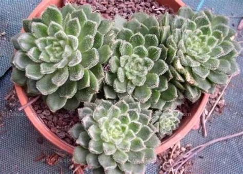 我爱家中的多肉-植物作文300字[共计4则]