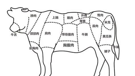 肥牛是牛的哪个部位?