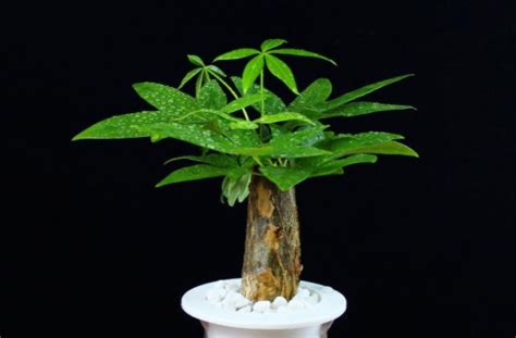 风水植物:摇钱树怎么养