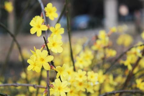 迎春花_关于花的作文350字(经典5则)