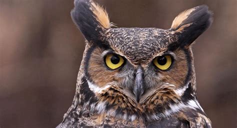 owl是什么