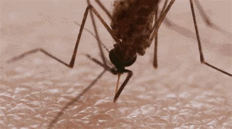 蚊子为什么吸血?