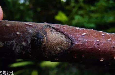 臭椿树上面经常生活的那种虫子叫什么?