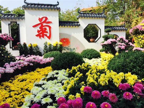 金沙园赏菊-状物作文350字(摘抄10则)