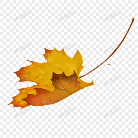 捡到了一片落叶_关于落叶的作文400字【汇总5篇】